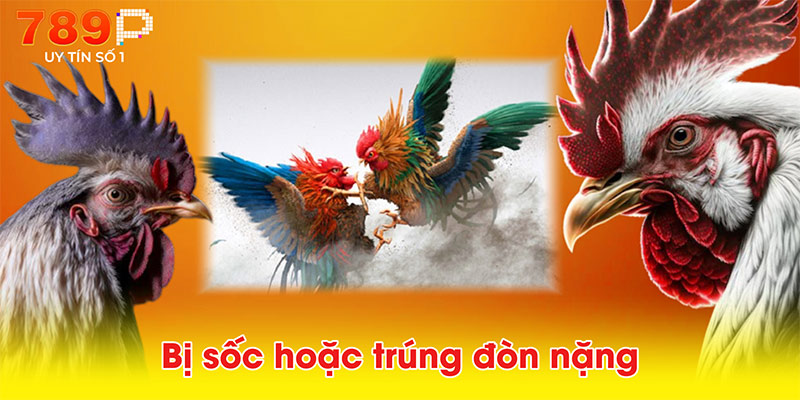 Bị sốc hoặc trúng đòn nặng