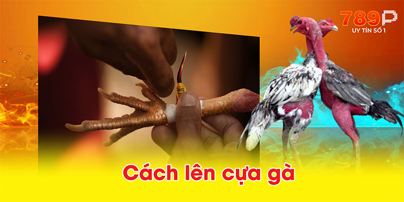 Cách lên cựa gà