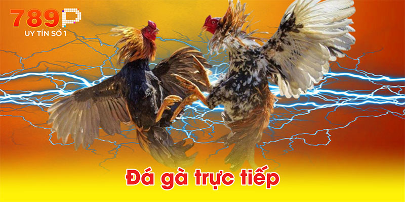 Đá gà trực tiếp