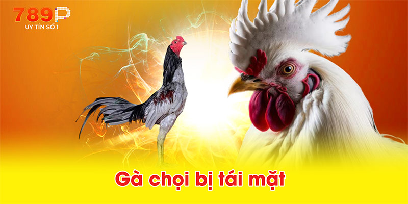 Gà chọi bị tái mặt