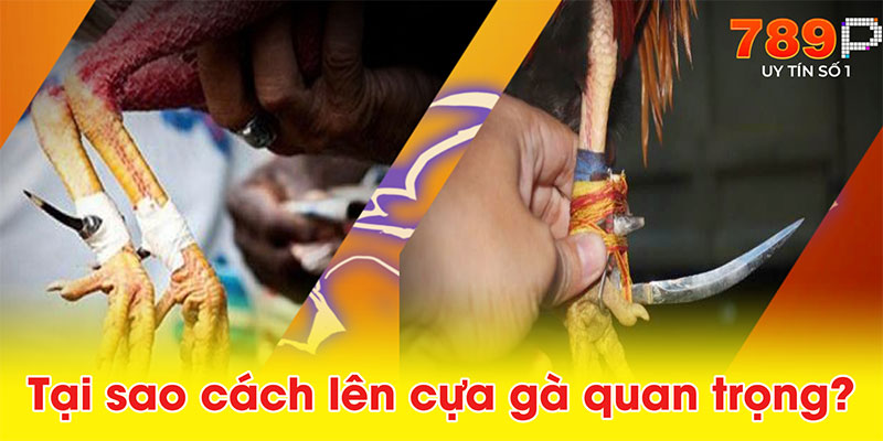 Tại sao cách lên cựa gà quan trọng?